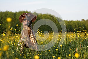Hunting dog on a field