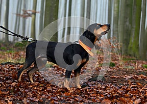 Hunting dog in foggy forest