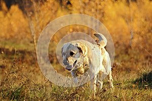 Hunting dog in the forest