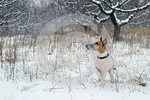 A hunting dog, a fox terrier, stands in the snow. wild nature.