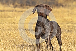 Hunting dog in front