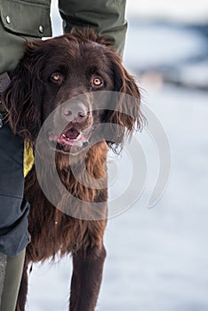 Hunting dog German Longhaired Pointer - brown dog
