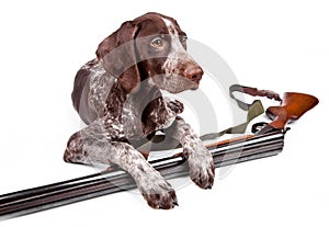 Hunting dog with a gun