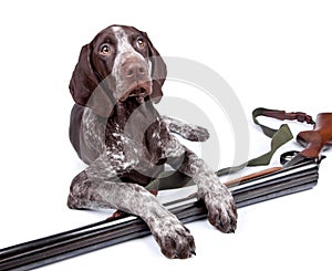 Hunting dog with a gun