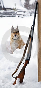 Hunting dog with a gun nearby
