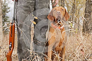 Hunting dog at heel