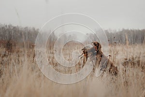 Hunting dog holding a pheasant game in mouth