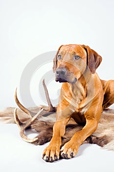 Hunting dog isolated