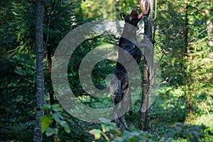 Hunting dog jumping for prey