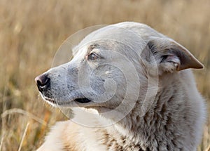 Hunting dog laika white color looks to the side with his ears flattened