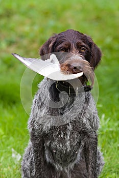 Hunting dog learns to keep the wing of bird in his teeth