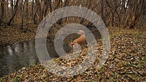 Hunting dog is looking for footprint in autumn forest.