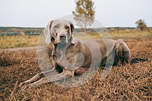 Hunting dog lying on a grass and looking