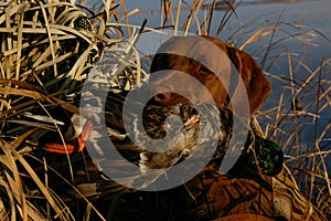 Hunting Dog with Mallard Duck