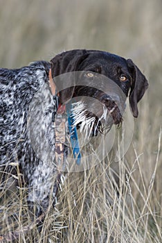 A hunting dog with a mouthful of Porcupine quills