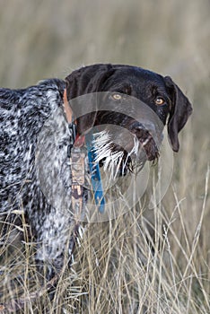 A hunting dog with a mouthful of Porcupine quills photo
