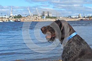 Hunting dog in nature by the river.