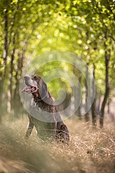 Hunting dog - Outdoor sports