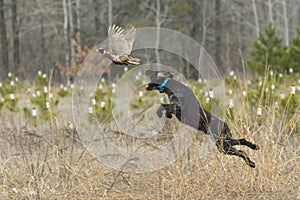 A Hunting Dog with a Pheasant