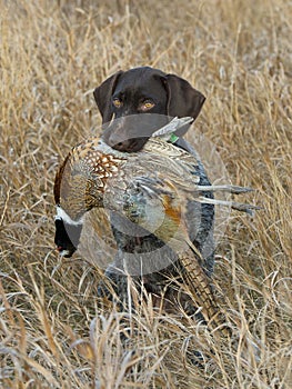 A Hunting Dog with a Pheasant