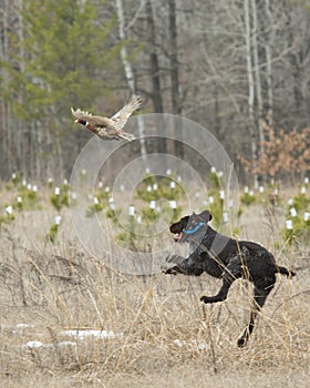 A Hunting Dog after a Pheasant