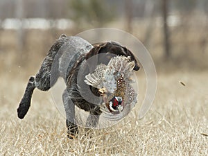 Hunting Dog with a Pheasant