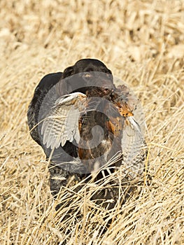 Hunting Dog with a Pheasant