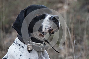 Hunting dog, pointer breed, pointing
