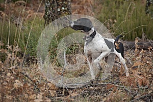 Hunting dog, pointer breed, pointing