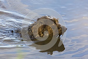 hunting dog in pond