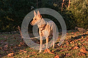 Hunting dog portuguese podengo standing in the forest in the sunlight photo