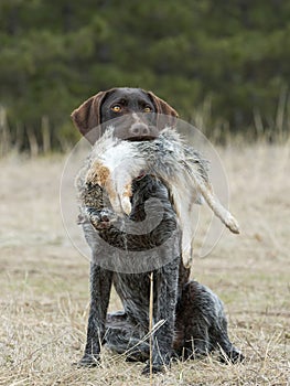 Hunting Dog with a Rabbit