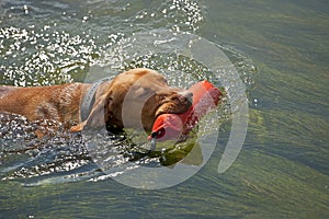 Hunting dog retrieving dummy from water photo