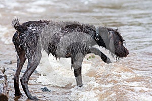 Hunting dog on the river