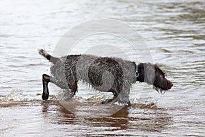 Hunting dog on the river during duck hunt