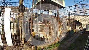 A hunting dog is running nervously in the hut