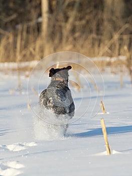 A hunting dog running in the snow