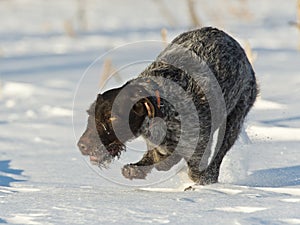 A hunting dog running in the snow