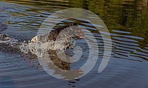 A hunting dog runs along the water