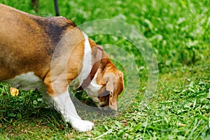 The hunting dog sniffs the grass, the old beagle is on a walk