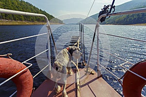 Hunting dog stands on the bow of the boat and looks into the distance into the calm waters of the lake