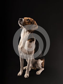 hunting dog in the studio