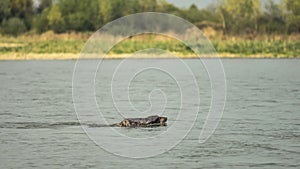 Hunting dog swims across the river