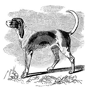 Hunting dog, vintage engraving