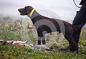 Hunting dog waiting