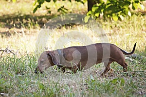 A hunting dog walks along the grass dachshund, Basset