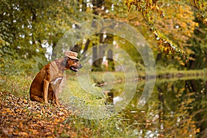 Hunting dog walks in the  park