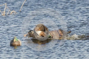 Hunting dog in the water