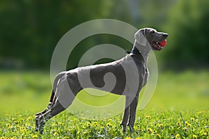 A hunting dog of the Weimaraner breed stands on a meadow with flowers with a ball in its teeth