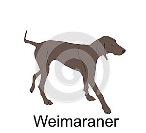 Hunting dog Weimaraner vector illustration isolated on white